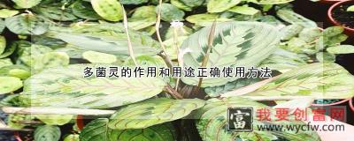 多菌灵的作用和用途正确使用方法