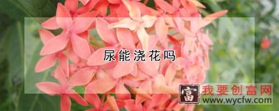 尿能浇花吗