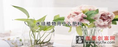 水培植物用什么肥料