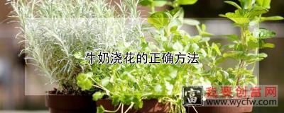 牛奶浇花的正确方法