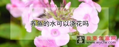 养鱼的水可以浇花吗