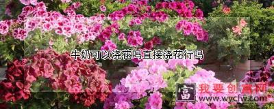 牛奶可以浇花吗直接浇花行吗