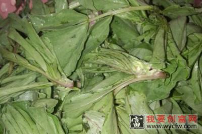 菜叶怎么做肥料