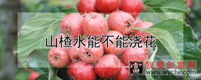 山楂水能不能浇花