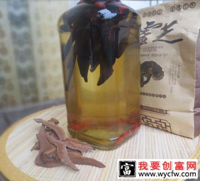 怎么样的肿瘤患者适宜食用野生灵芝？