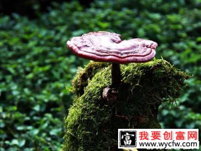 为什么患肿瘤建议食用灵芝治疗？