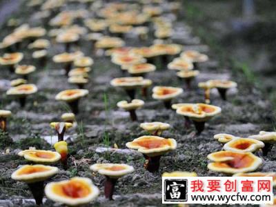 为什么患肿瘤建议食用灵芝治疗？