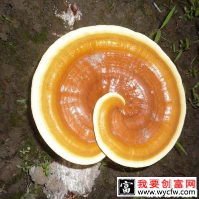 为什么患肿瘤建议食用灵芝治疗？