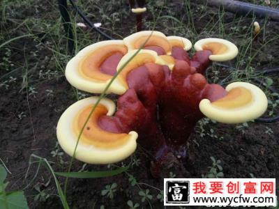 食用灵芝对呼吸系统起什么作用？