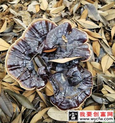 食用灵芝对神经系统起什么作用？