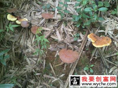 食用灵芝对神经系统起什么作用？