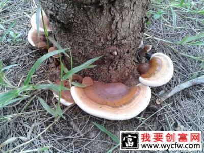 为什么灵芝可抵抗放射性化疗药物损伤？