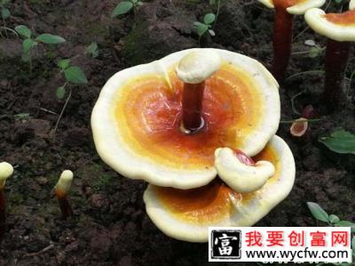 食用灵芝为什么能延缓衰老？