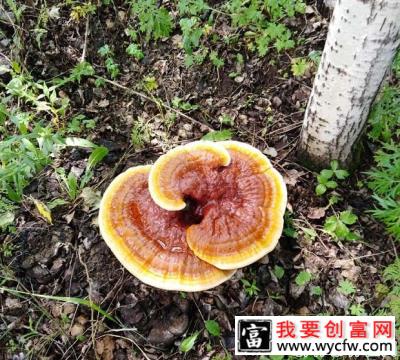 食用灵芝为什么能延缓衰老？