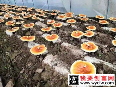 怎么用桑枝栽培灵芝？