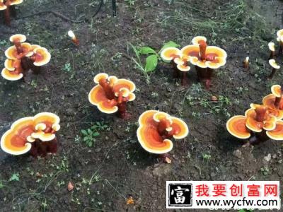 怎么用桑枝栽培灵芝？