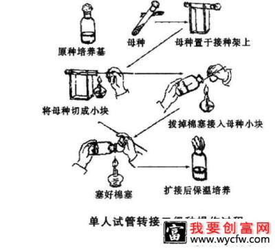 灵芝菌种污染如何防止？