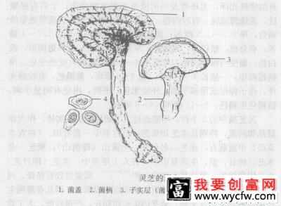 灵芝子实体长怎么样？灵芝子实体有哪些特点？