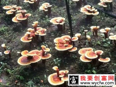 怎样配制灵芝原种及栽培种培养基？