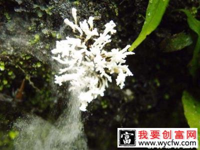 种植灵芝如何防治拟青霉？