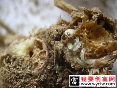 种植灵芝如何防治闽菇迟眼蕈蚊？