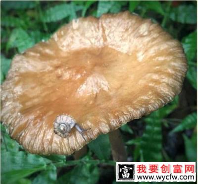 种植灵芝如何防治灰蜗牛？