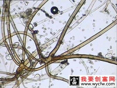 种植灵芝如何防治根霉？