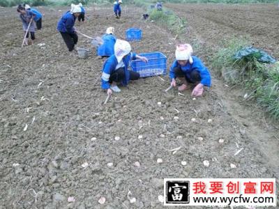 百合种植时间和种植方法