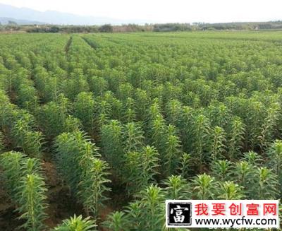 种植兰州百合要不要施钾肥，每亩施多少公斤？