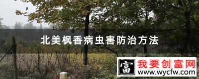 北美枫香病虫害防治方法