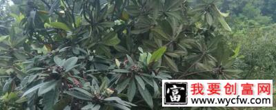 枇杷树适合北方种植吗