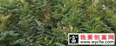 珍珠梅种植方法和注意事项