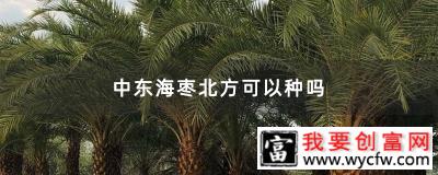 中东海枣北方可以种吗