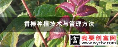 香椿种植技术与管理方法