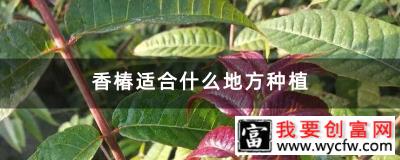 香椿适合什么地方种植