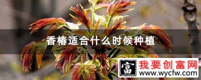 香椿适合什么时候种植