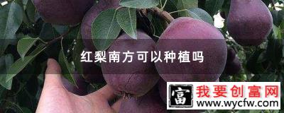 红梨南方可以种植吗