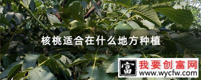 核桃适合在什么地方种植