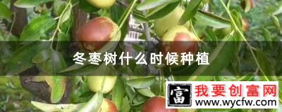 冬枣树什么时候种植