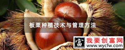 板栗种植技术与管理方法