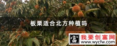 板栗适合北方种植吗