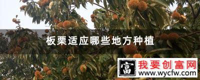 板栗适应哪些地方种植