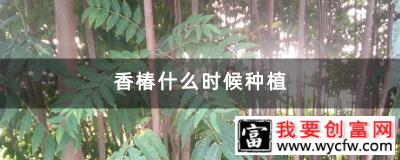 香椿什么时候种植