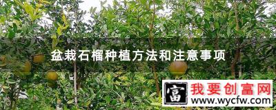 盆栽石榴种植方法和注意事项