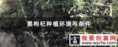 黑枸杞种植环境与条件