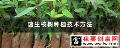 速生桉树种植技术方法