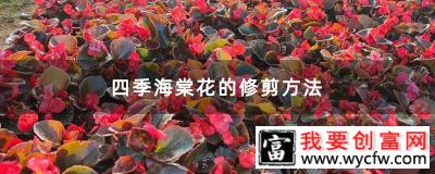 四季海棠花的修剪方法