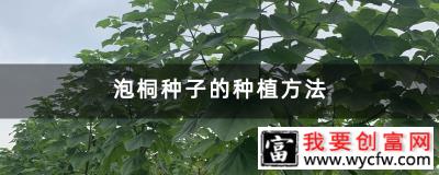 泡桐种子的种植方法