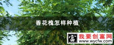 香花槐怎样种植