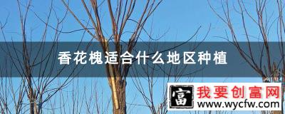 香花槐适合什么地区种植